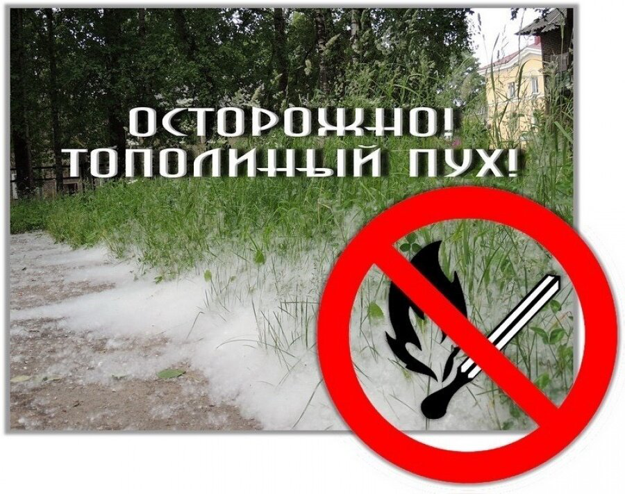 Обилие тополиного пуха в жаркие дни – благодатная &laquo;пища&raquo; для пожара